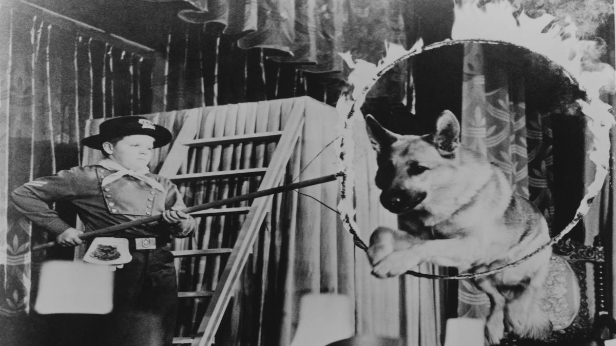 Sony Pictures Museum Adventures of Rin Tin Tin, The