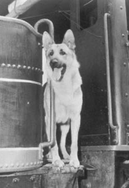 Adventures of Rin Tin Tin, The